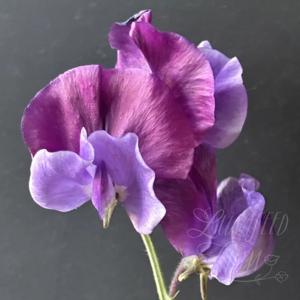 Sweet Pea Just Christine