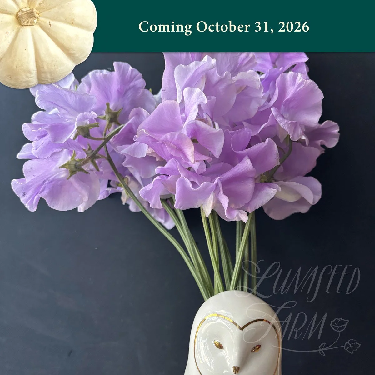 LSF_Lady_Penny_sweetpea_Oct26.jpg