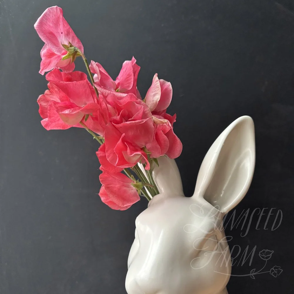 Pocahontas Sweet Pea
