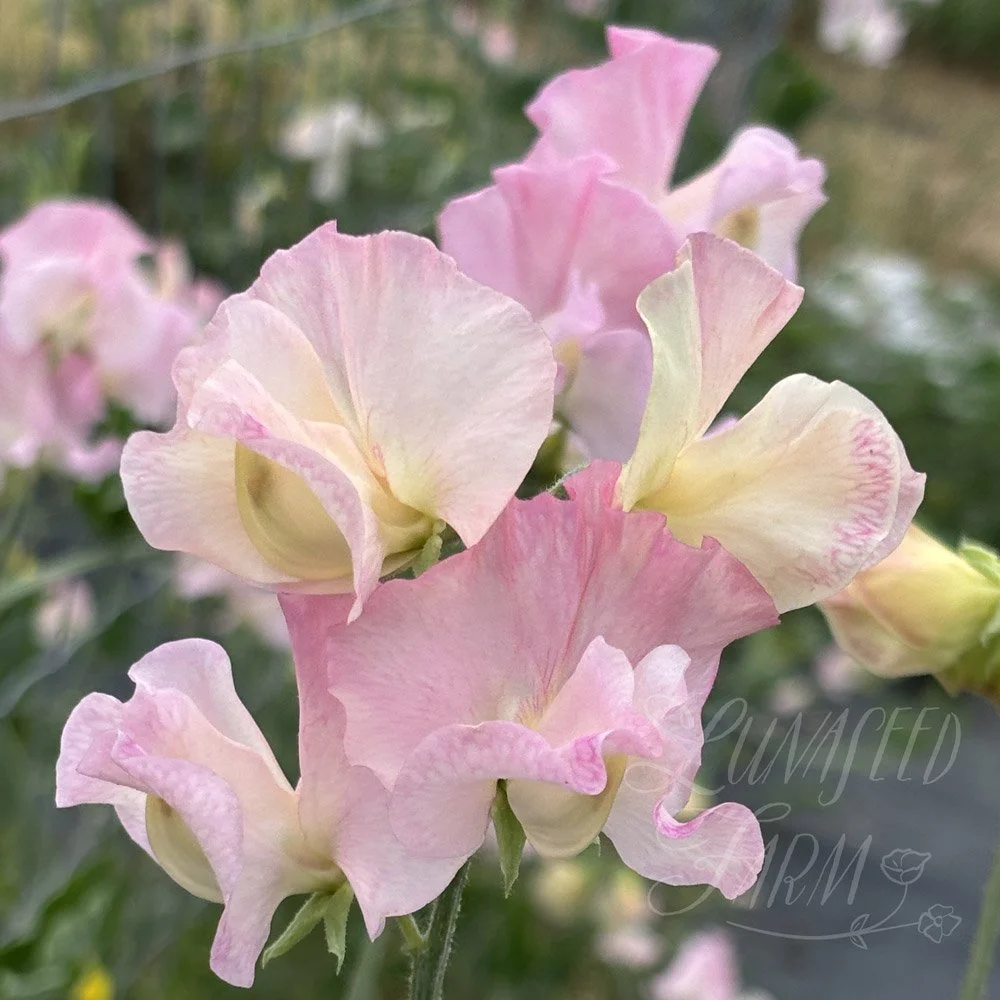 Sweet Pea Elizabeth Shorthouse