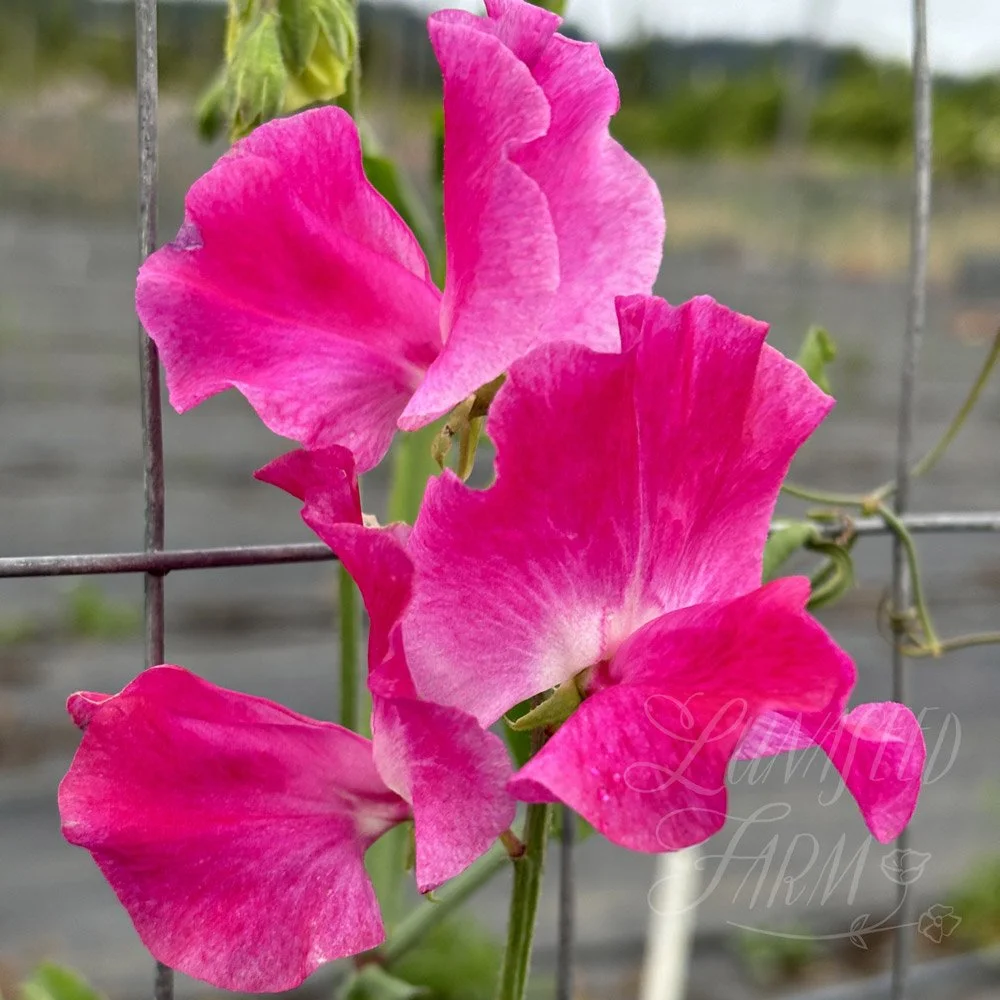 Sweet Pea Juile Ann