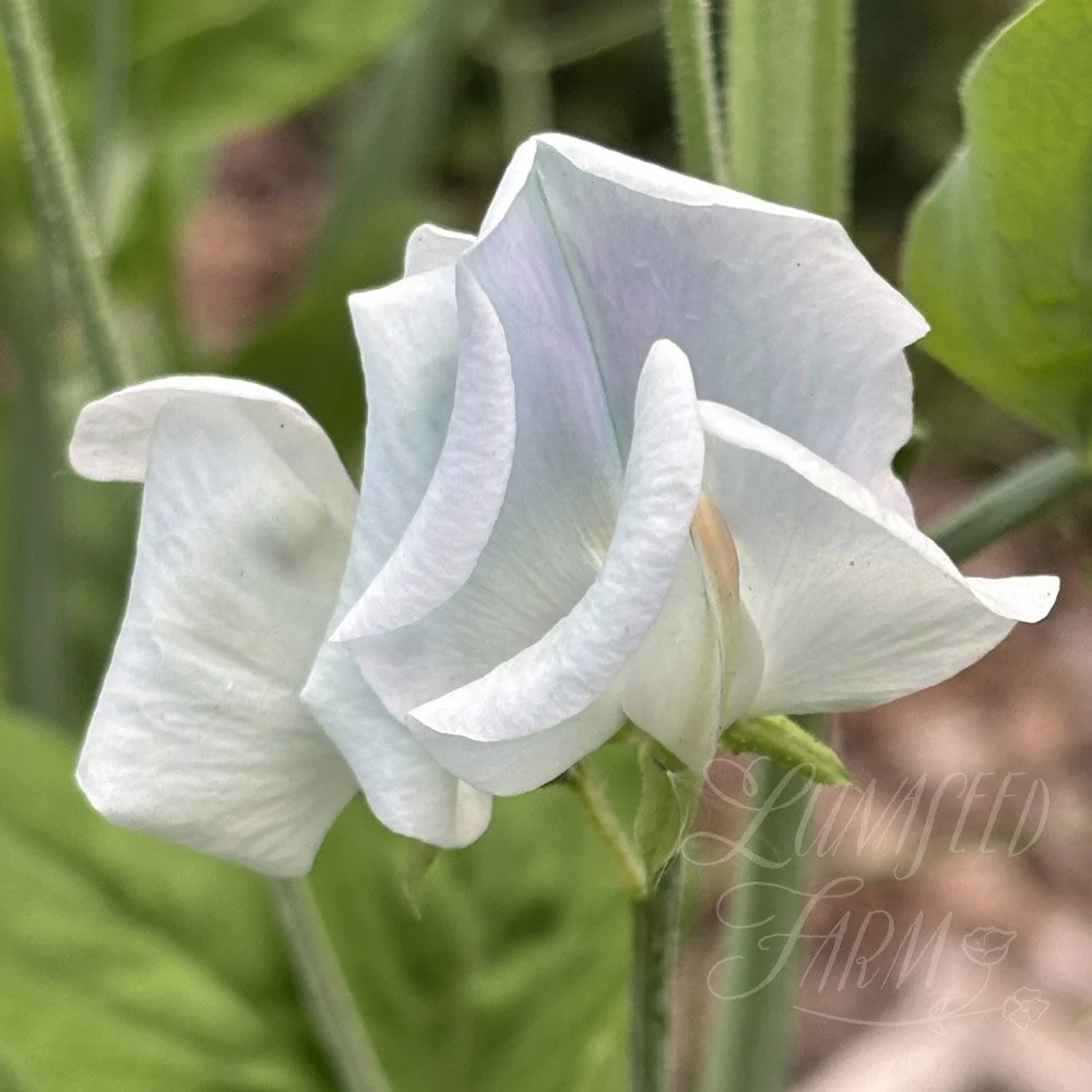 Sweet Pea Lunar Blue