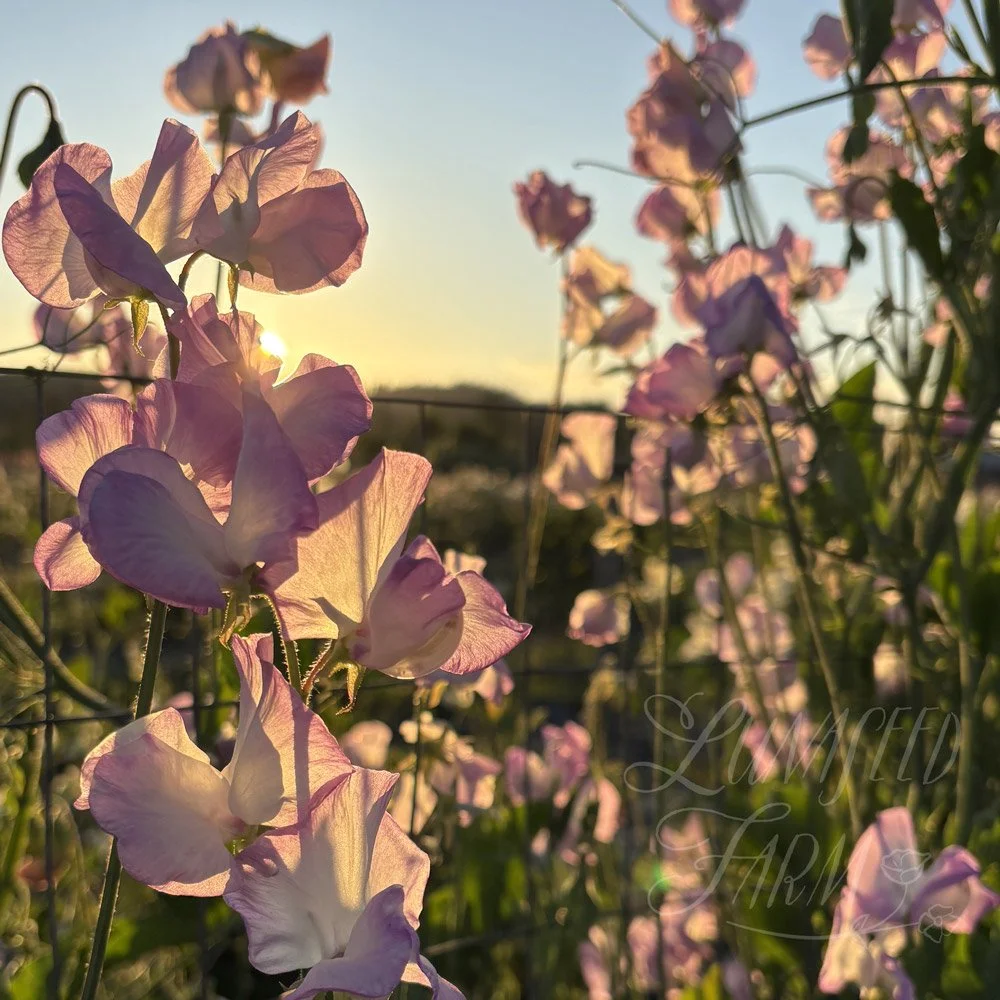 Blue Pearl Sweet Pea