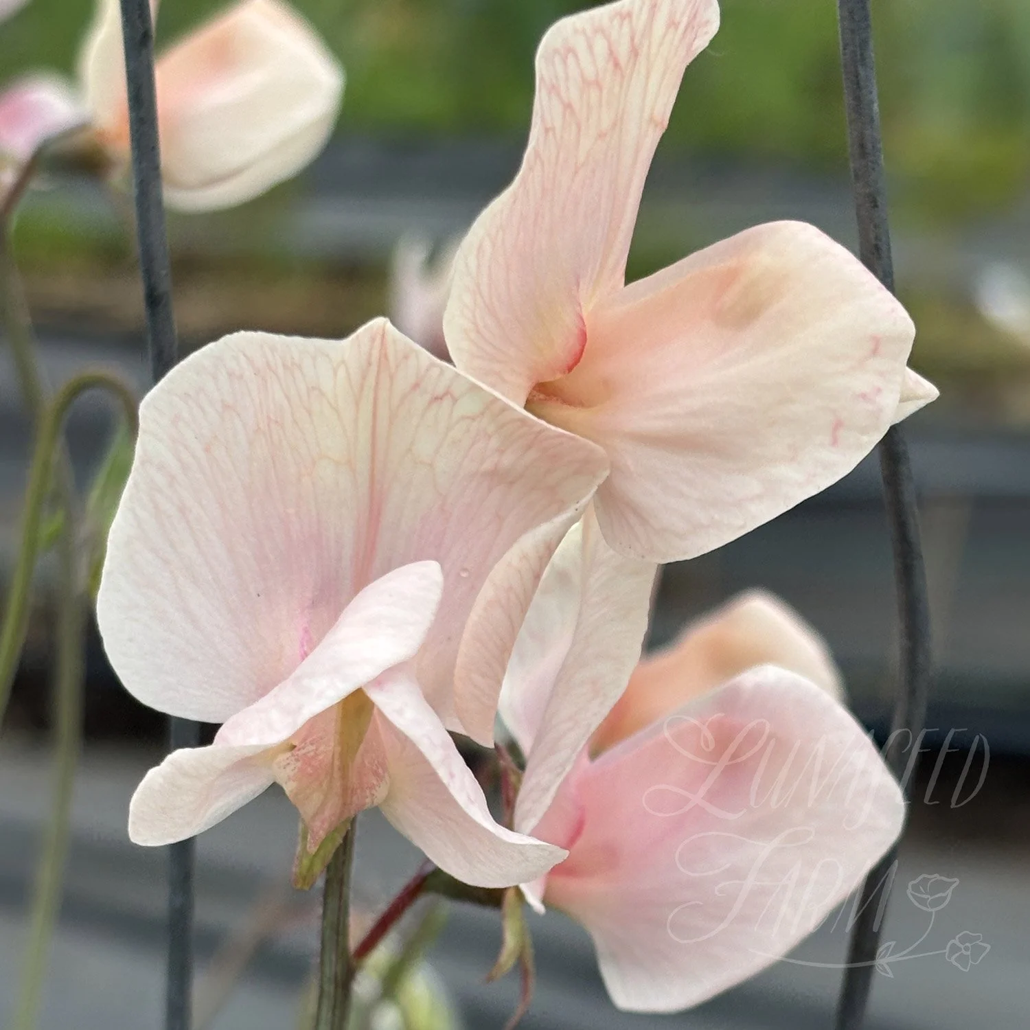 Shell Pink Sweet Pea Seeds