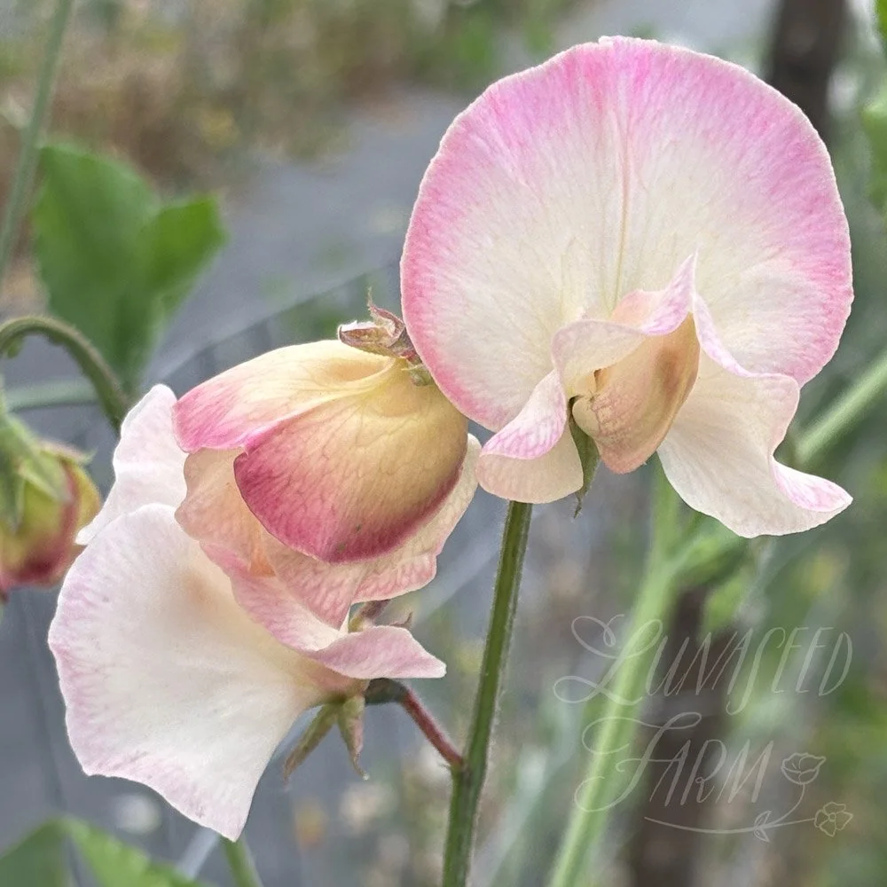 Bix Sweet Pea