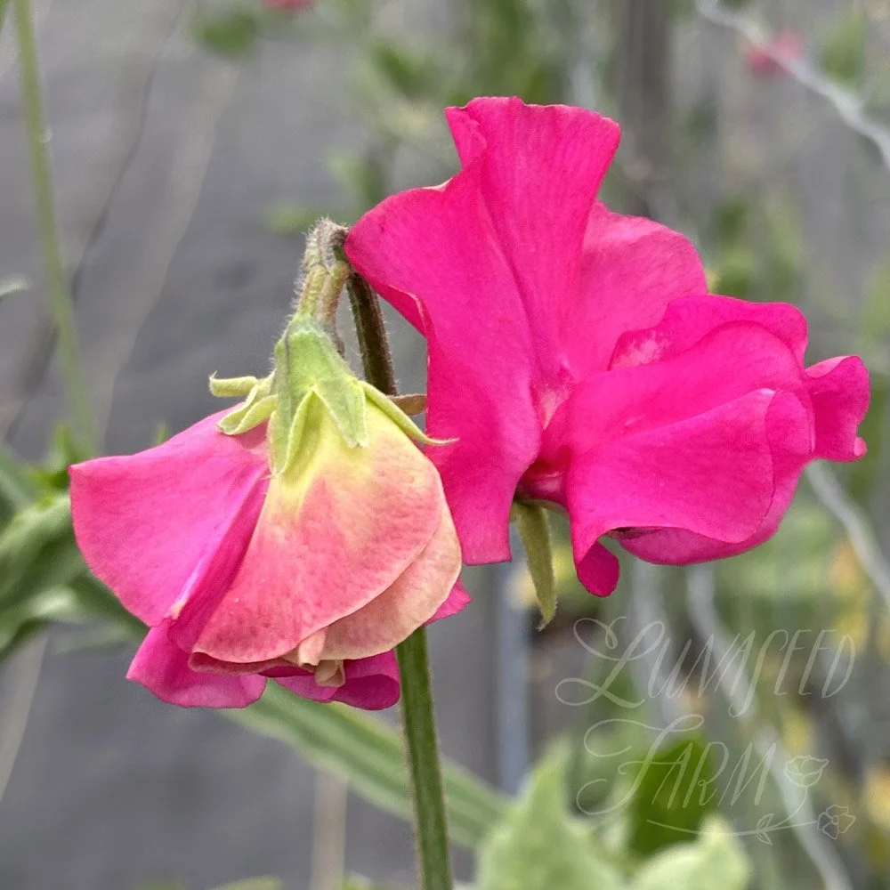 Sweet Pea Josie