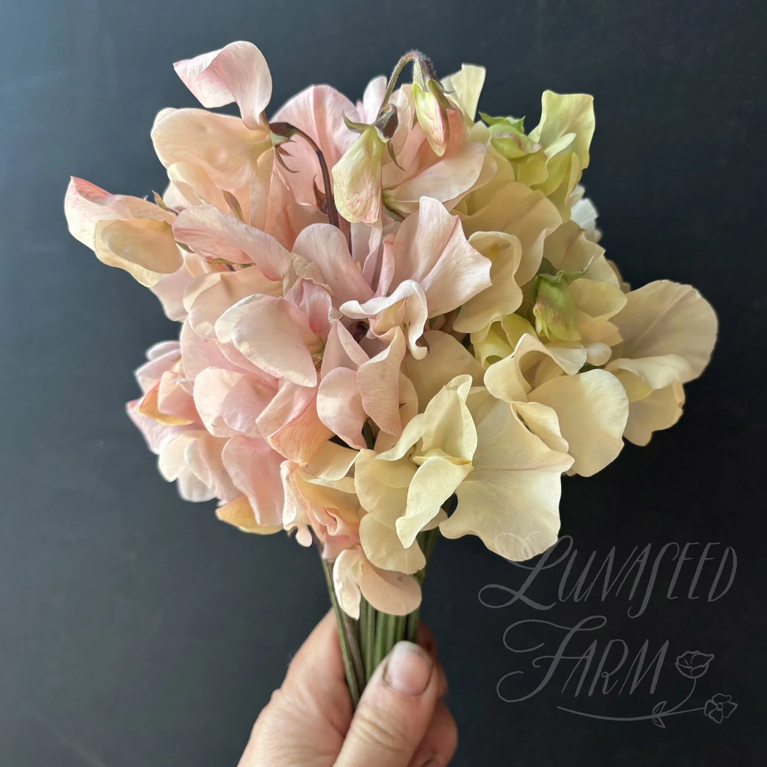 Shell Pink Sweet Pea Seeds