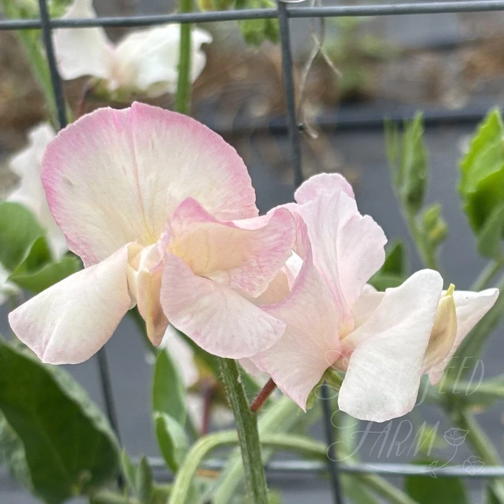 LSF_Monarchs_Diamond_SPea_5.jpg
