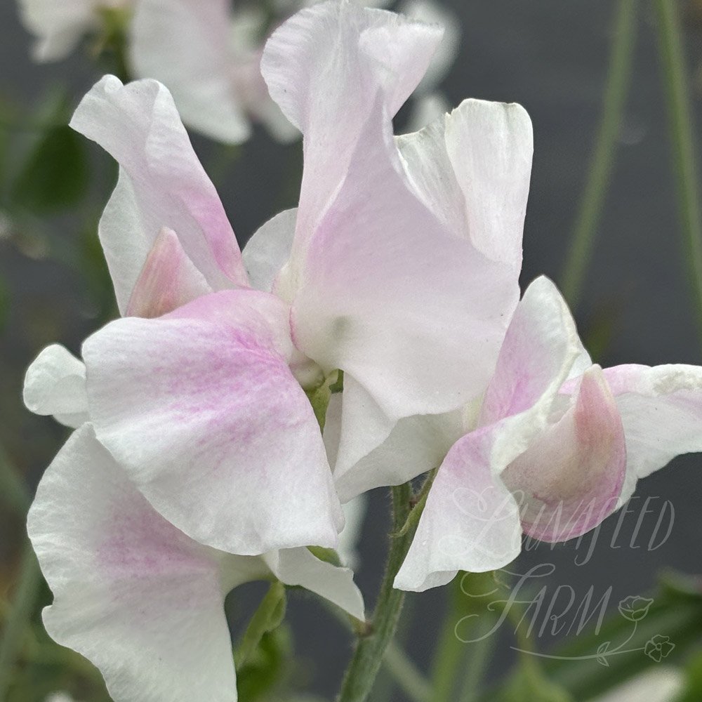 Sweet Pea Margaret Hughson