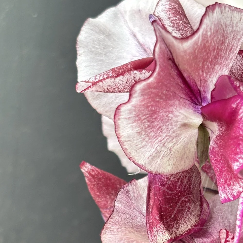 Aurora Borealis Sweet Pea
