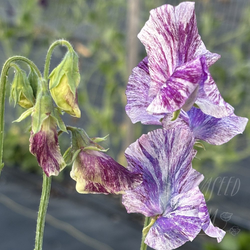 Nebula Sweet Pea