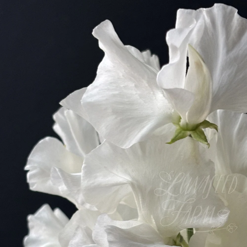 Snowlight Sweet Pea