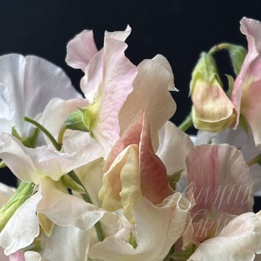 Frilly Milly Sweet Pea