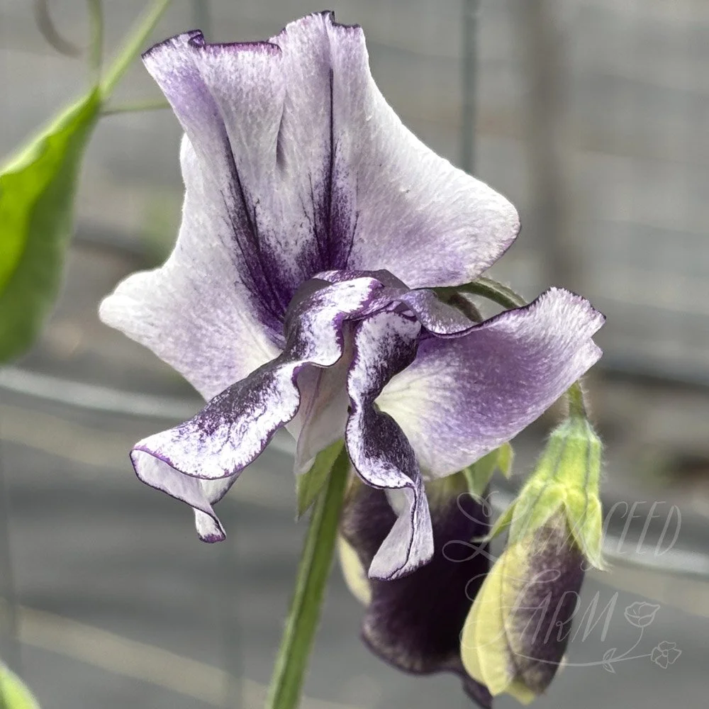 Tom Atherton Sweet Pea