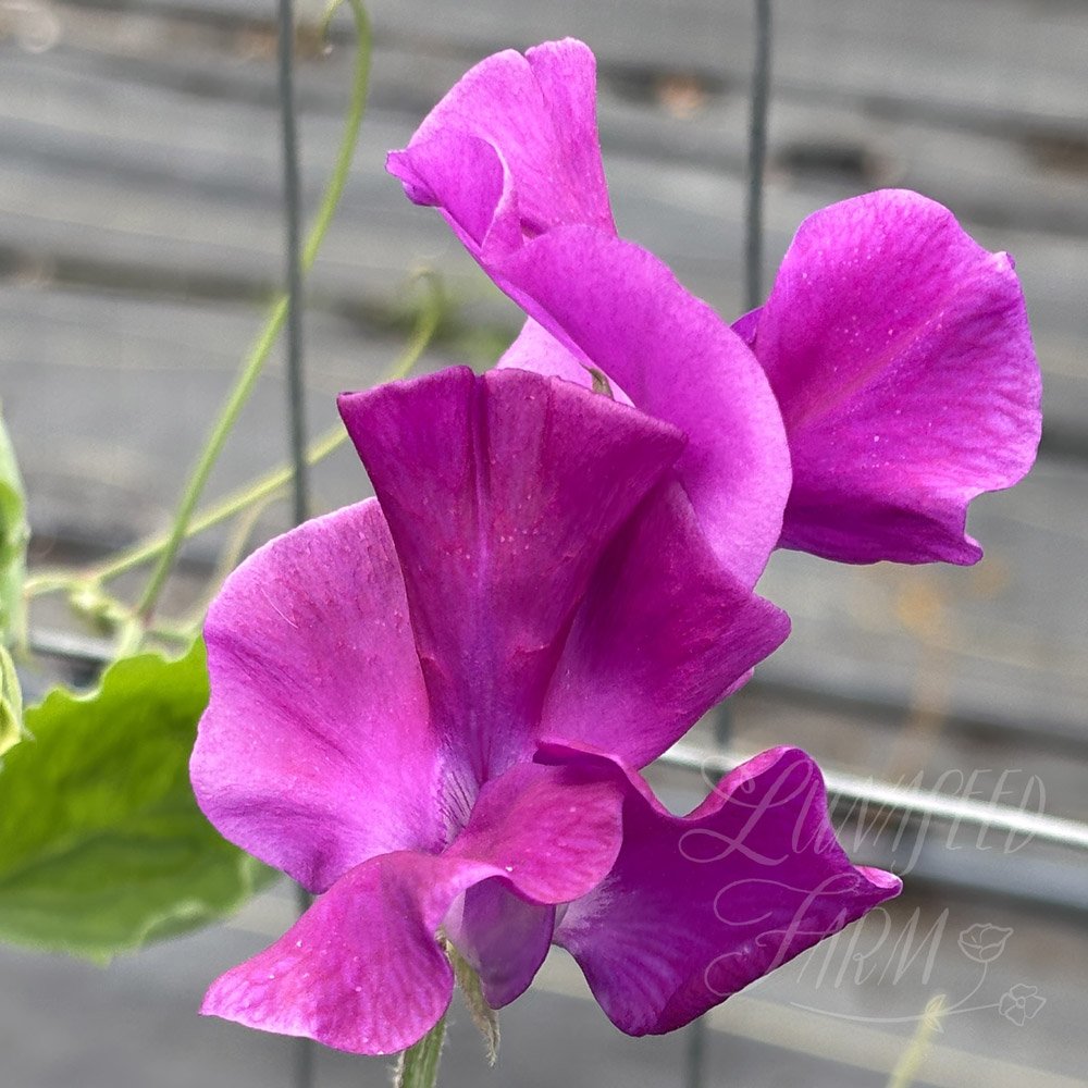 Bridget McAleer Sweet Pea
