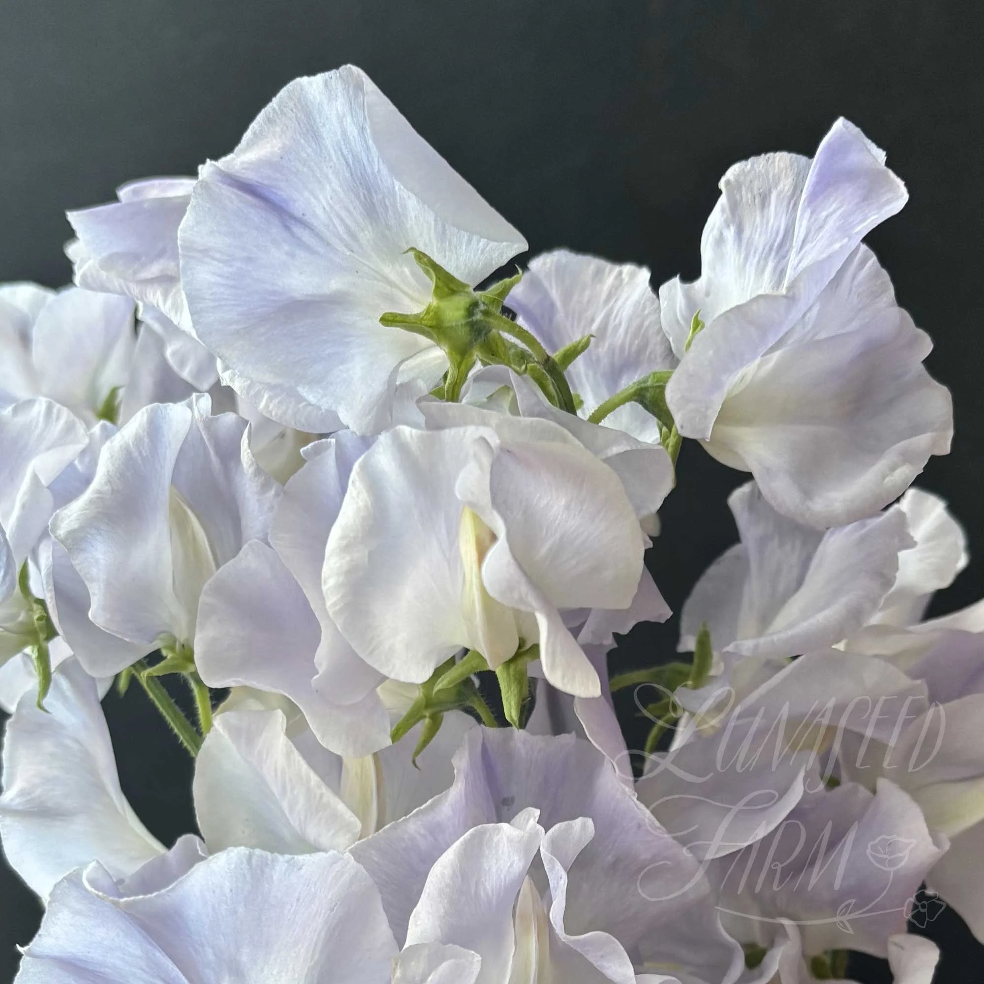 Airan Sweet Pea