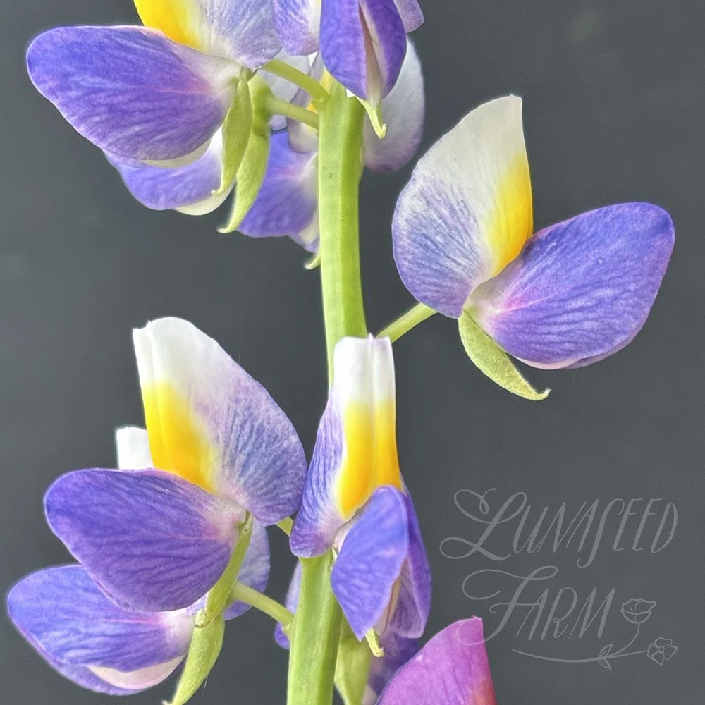 LSF_Lupine_Sunrise_01.jpg