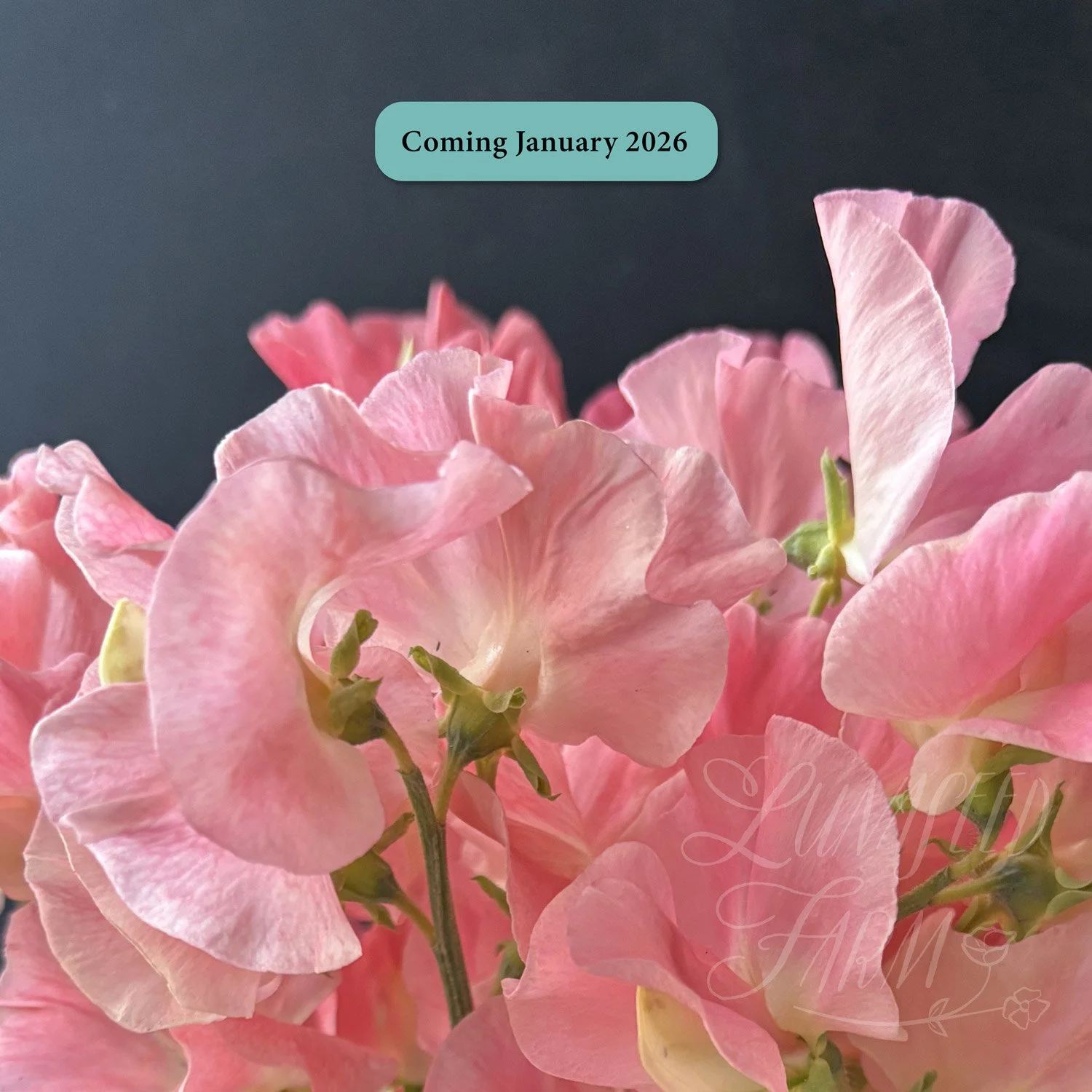 Sweet Pea Mix - Interstellar Apricot