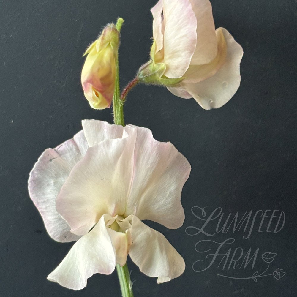 Monarch's Diamond  Sweet Pea