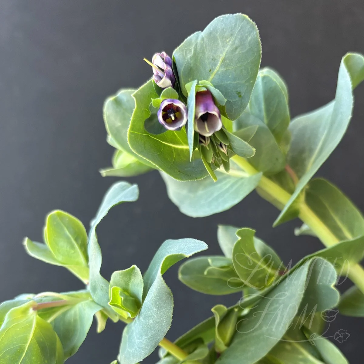 LSF_Honeywort_PoG_02.jpg