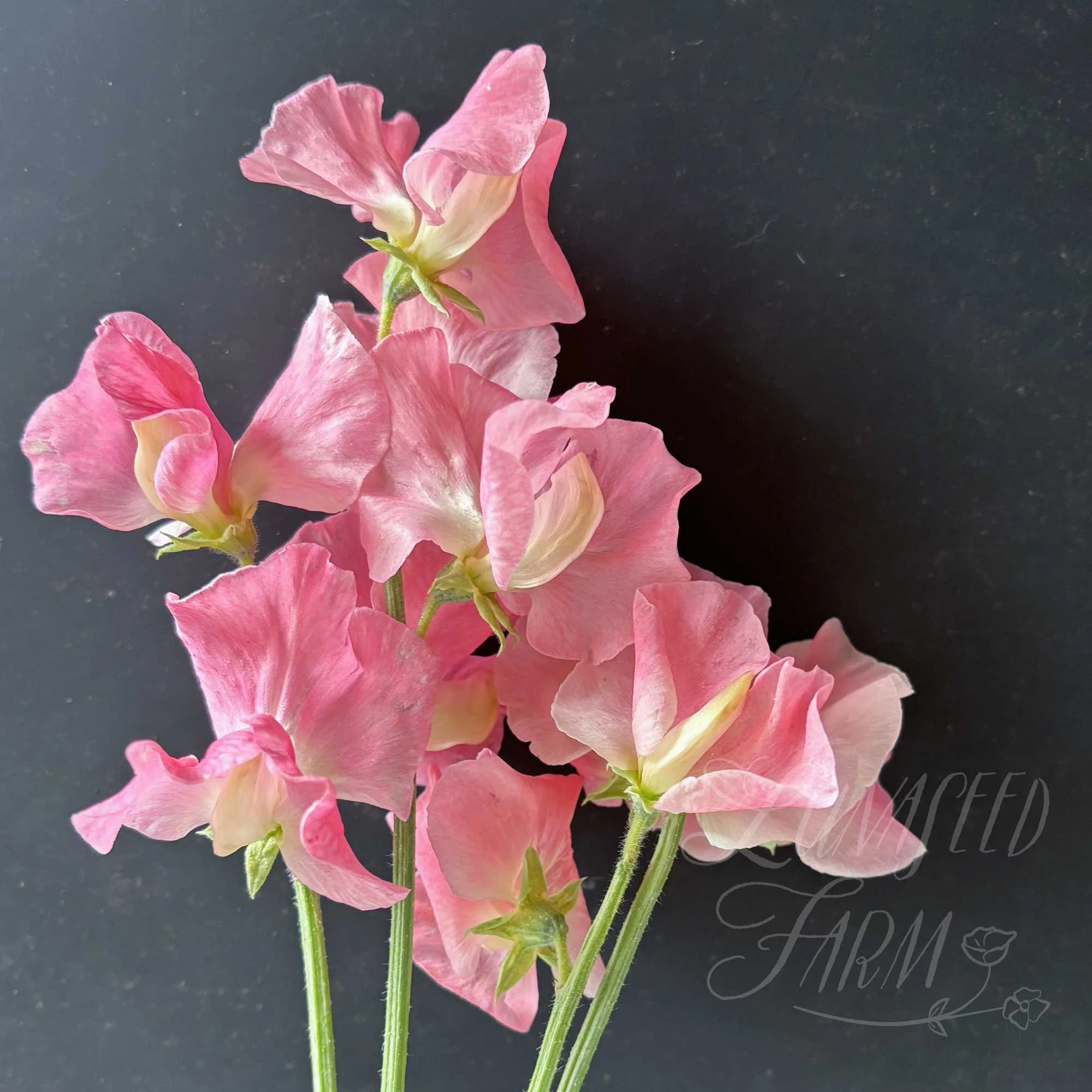 LSF_Alan-Titchmarsh_02_SPea.jpg