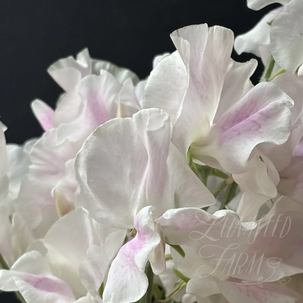 Margaret Hughson Sweet Pea