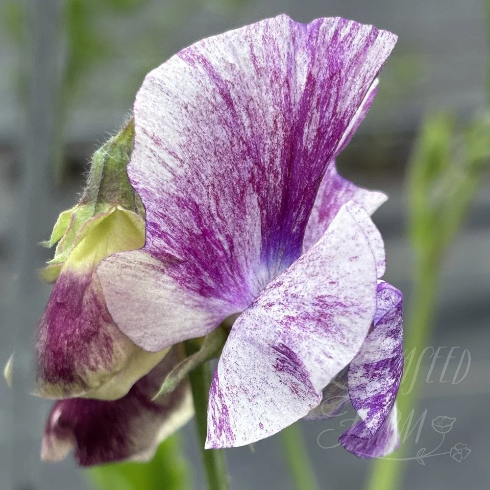 Nebula Sweet Pea