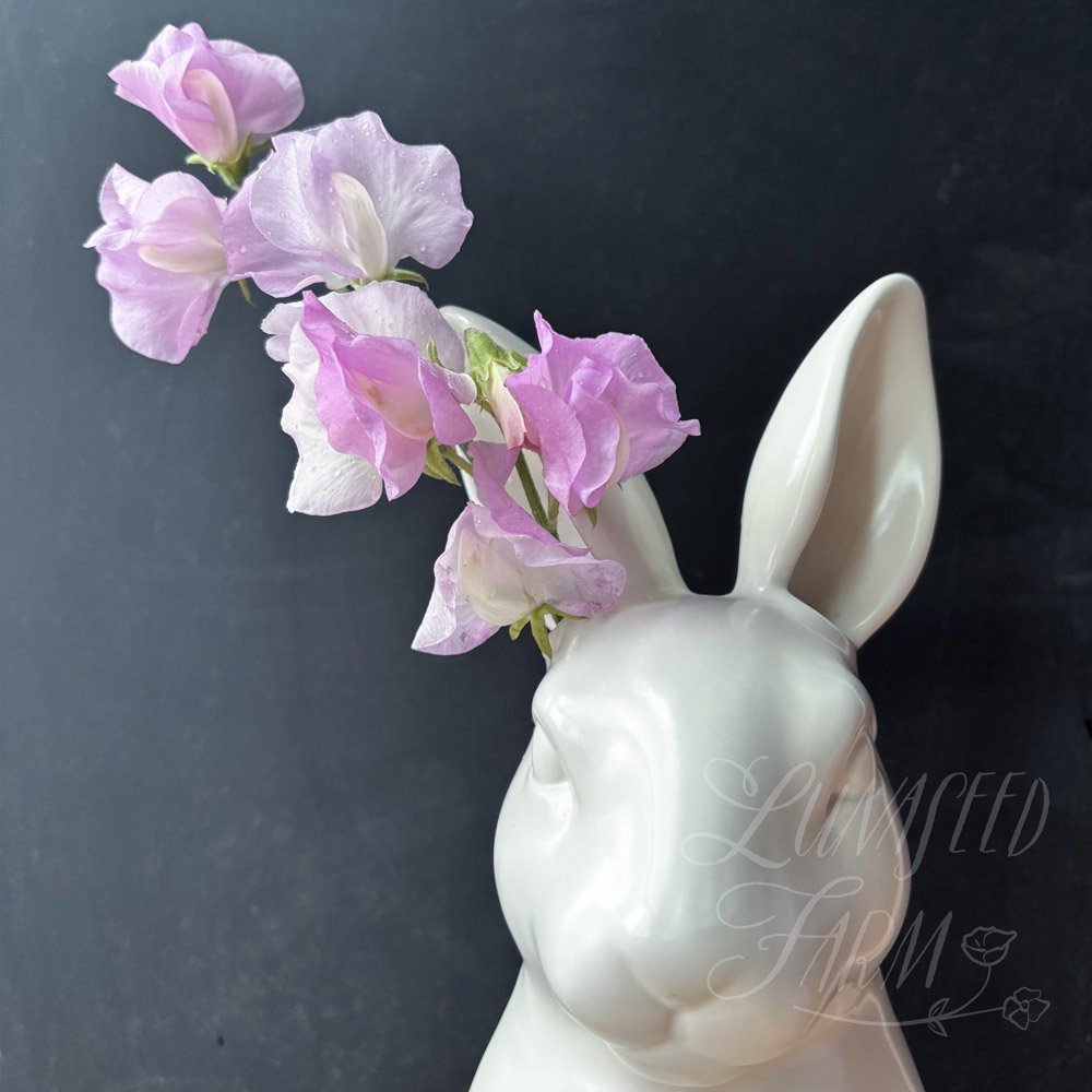 Solstice Opal Sweet Pea