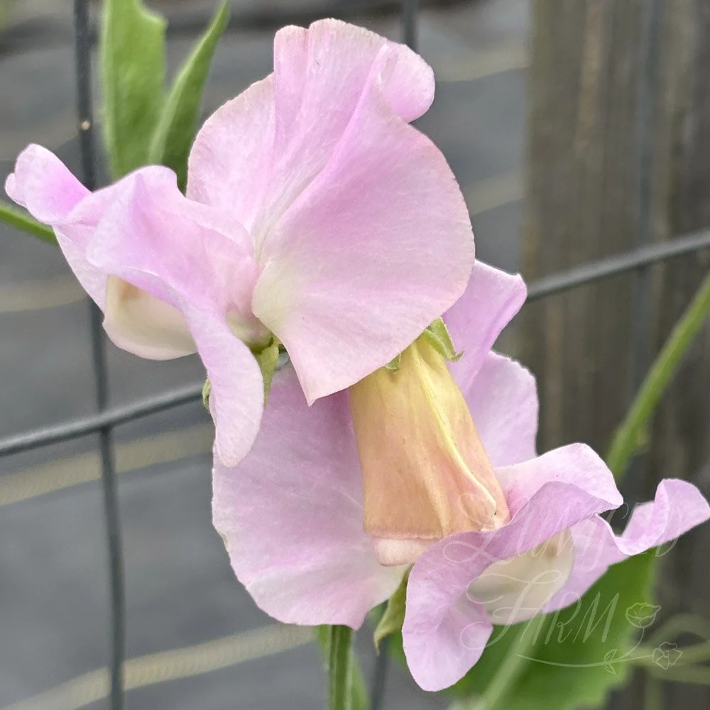 Lilac Romance Sweet Pea