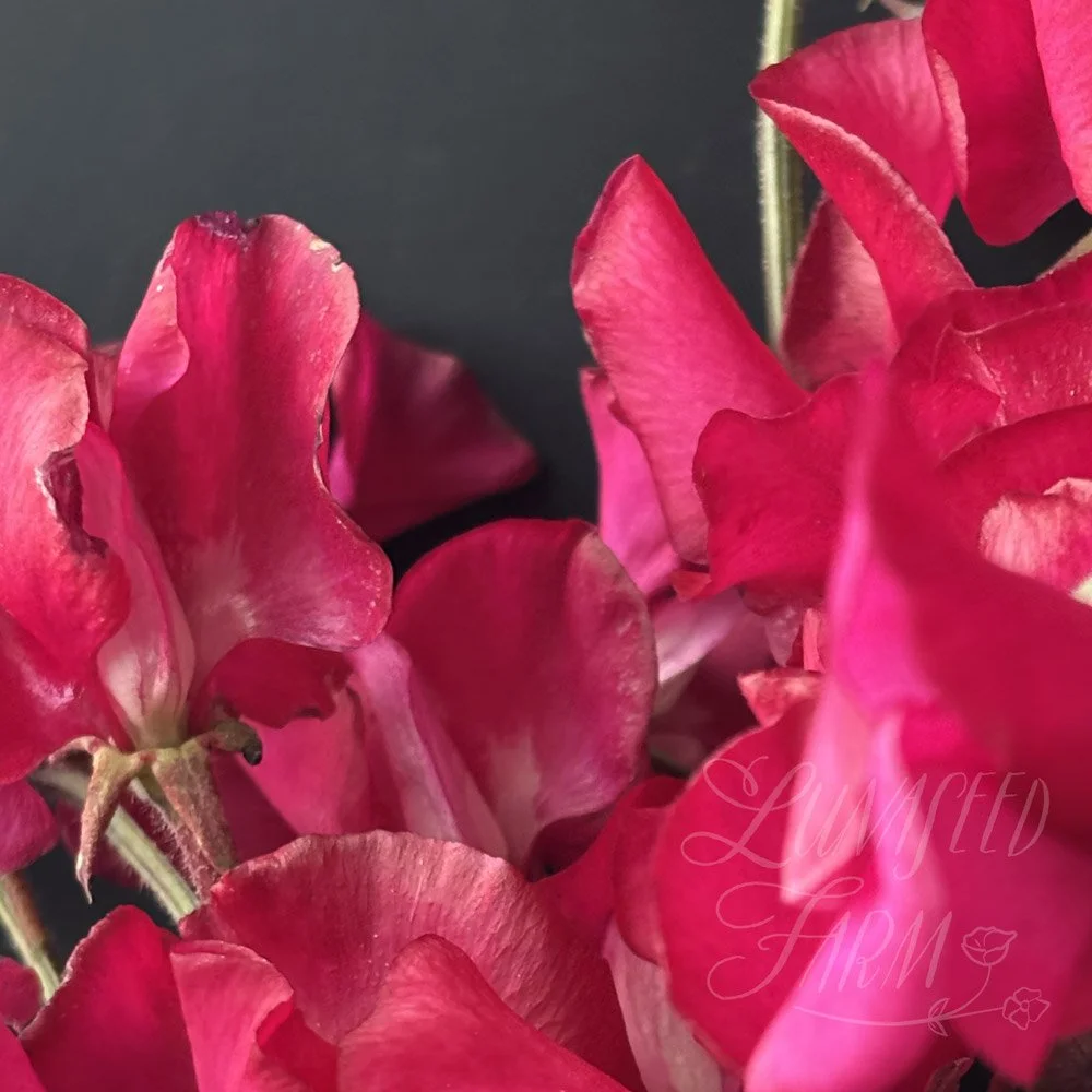 Judith Wilkinson Sweet Pea