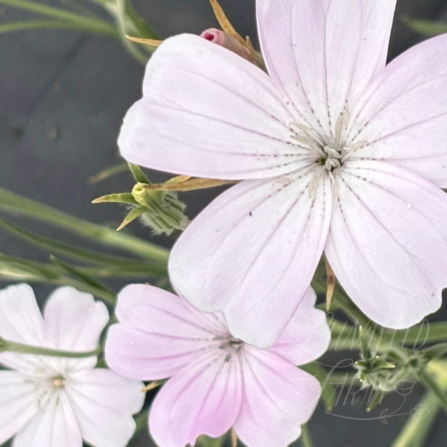 Blossom Pearl Agrostemma Corn Cockle Seed