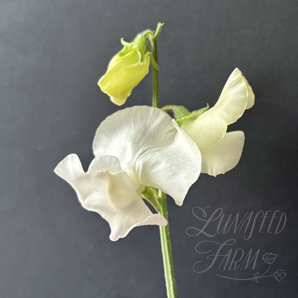 Dancing Queen Sweet Pea