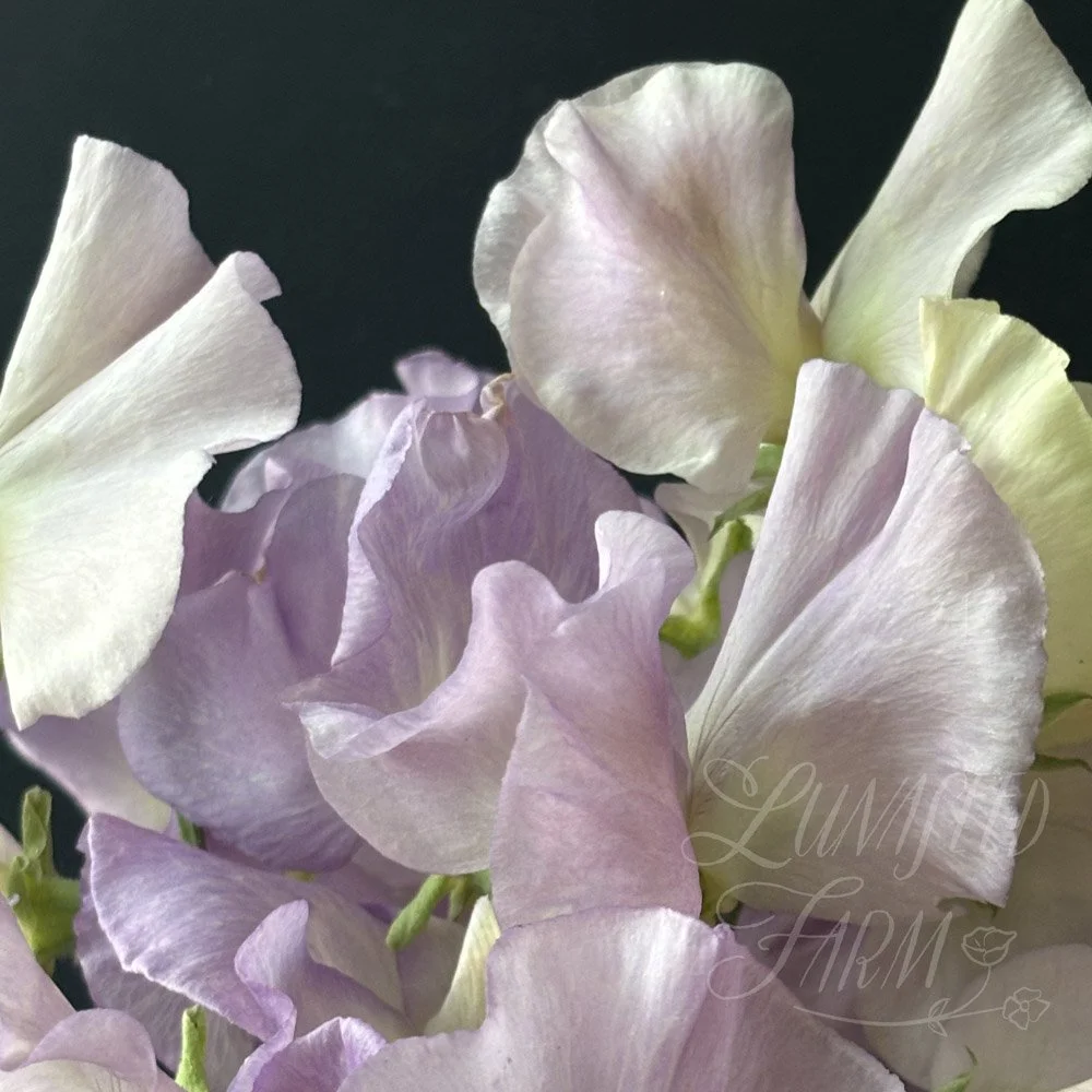 Sweet Pea Gerry Cullinan