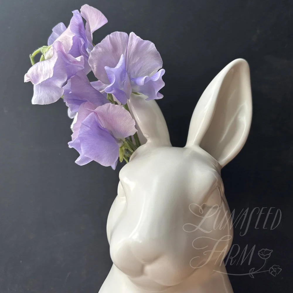 Glynne Collins Sweet Pea
