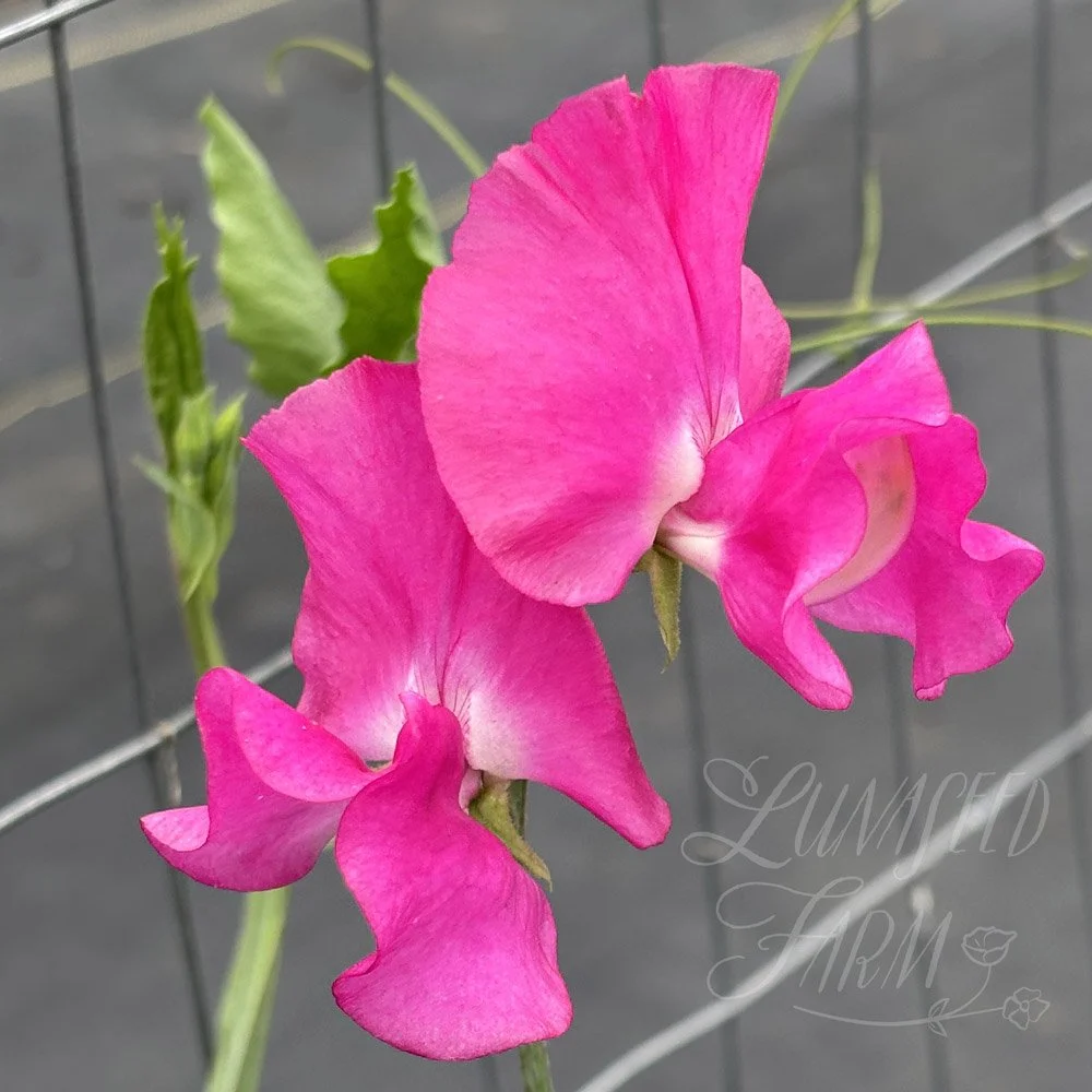 Somerset Lady Sweet Pea Seeds