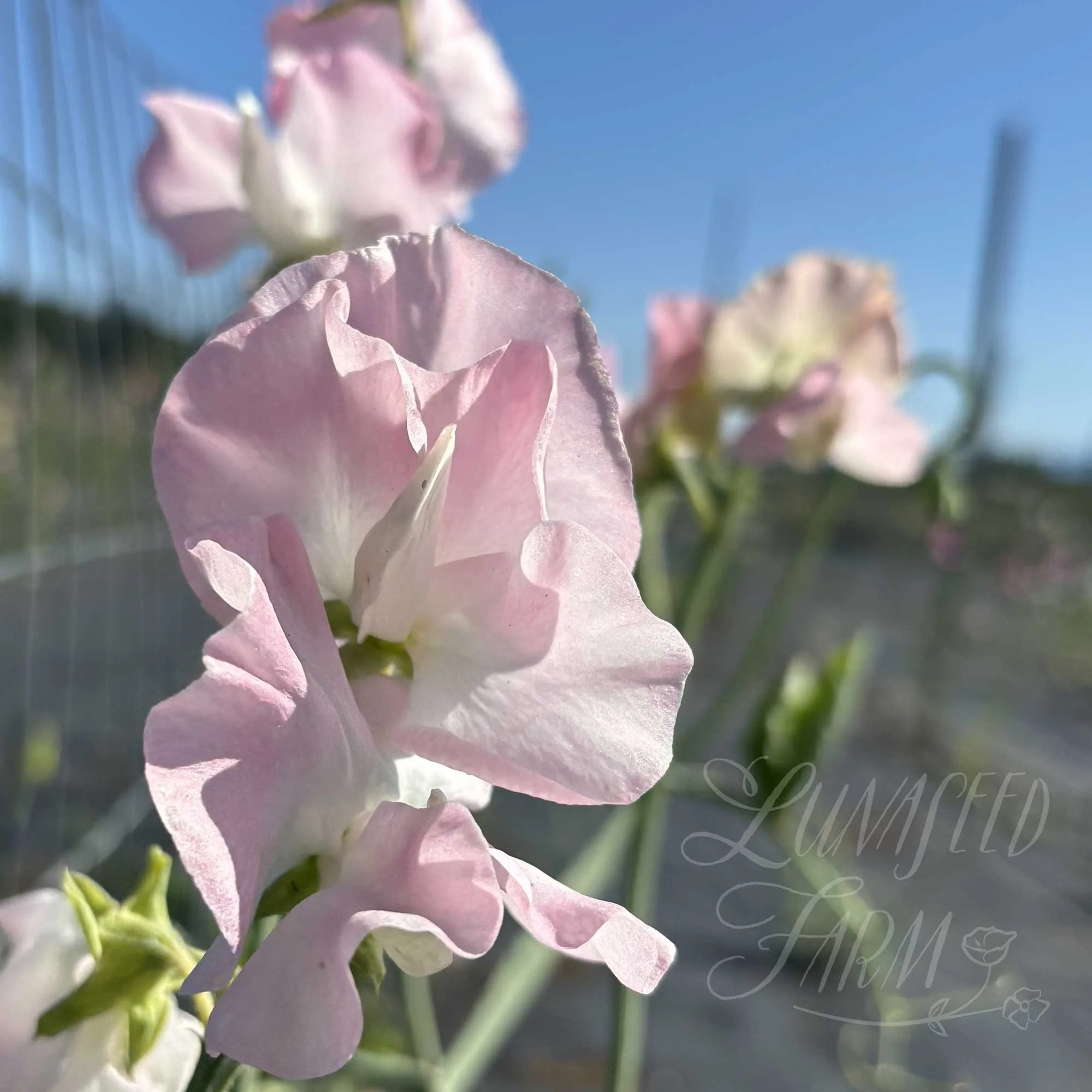 LSF_Pink-Panther_04_SPea.jpg