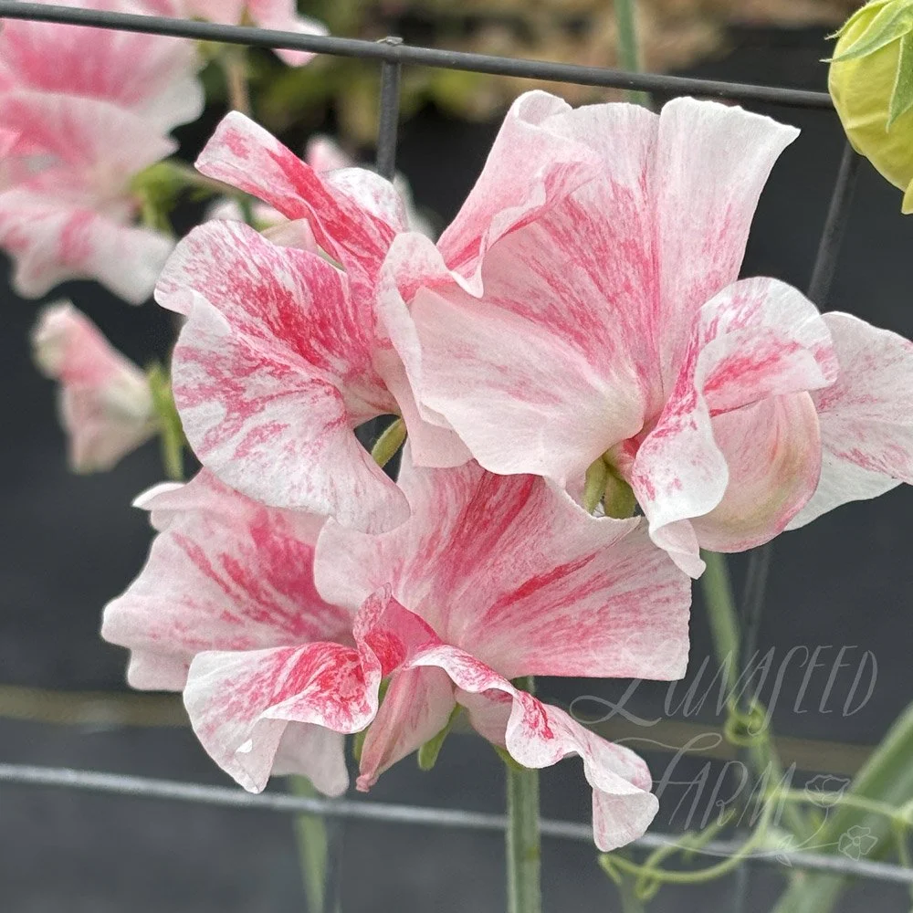 Sweet Pea Pearl Anniversary