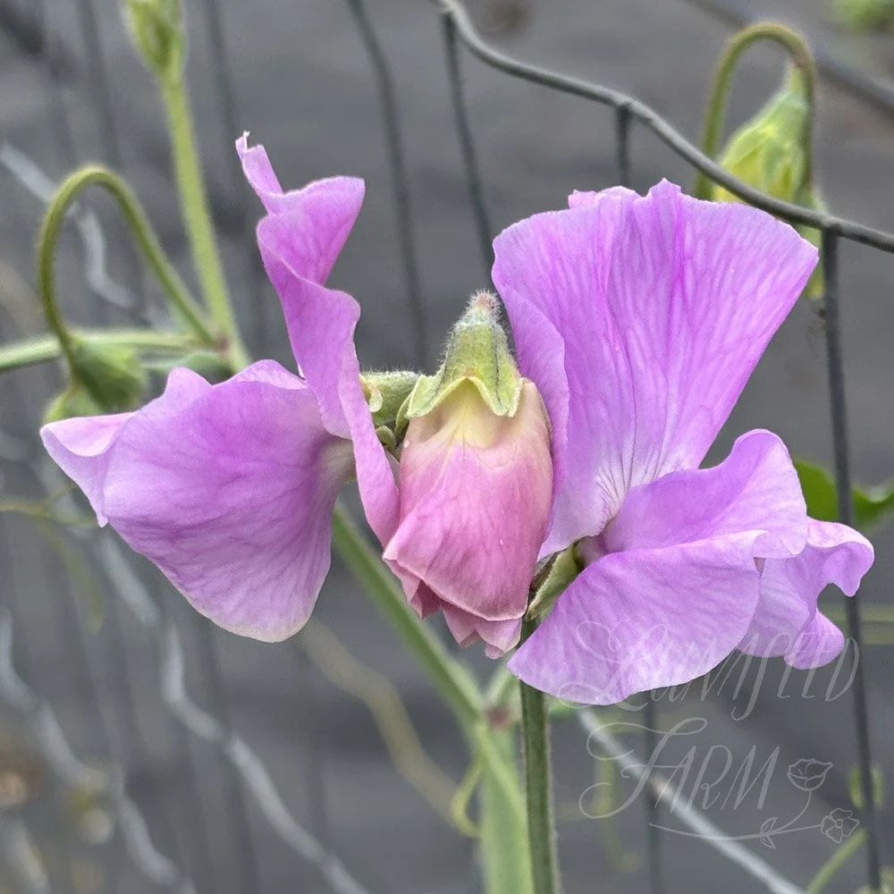 Daphne Sweet Pea