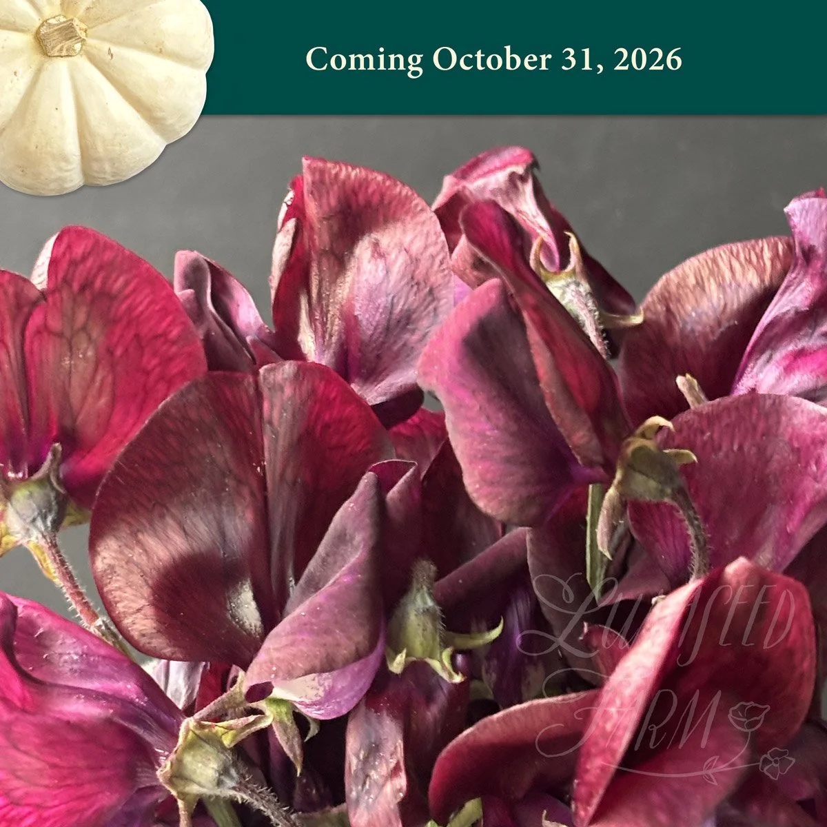 LSF_MontyDon_sweetpea_Oct26.jpg
