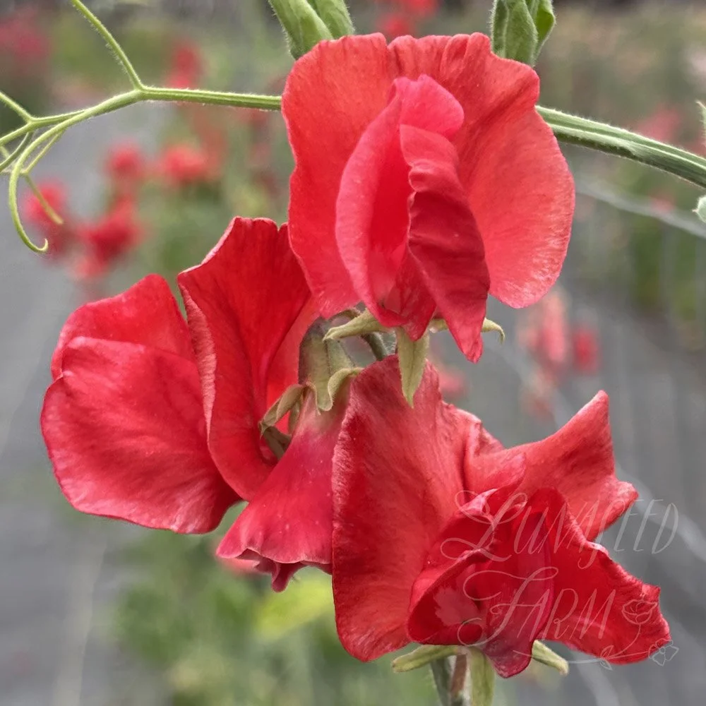 Sweet Pea Hannah Magovern