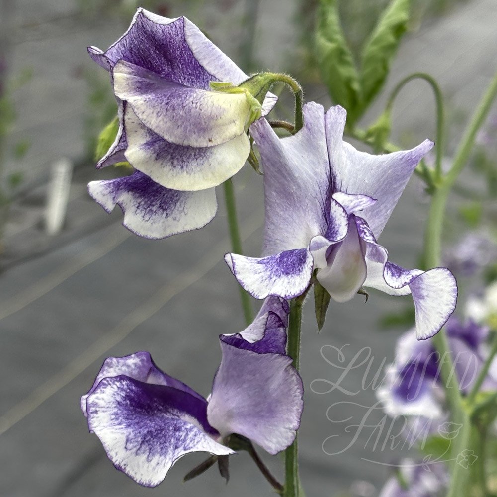 Sweet Pea Francis Kate