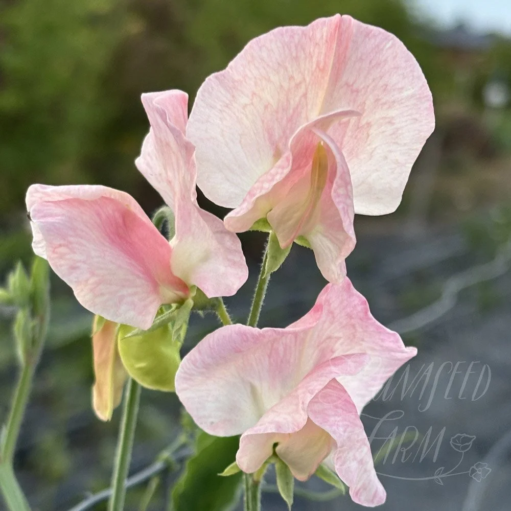 Spring Sunshine Peach Sweet Pea