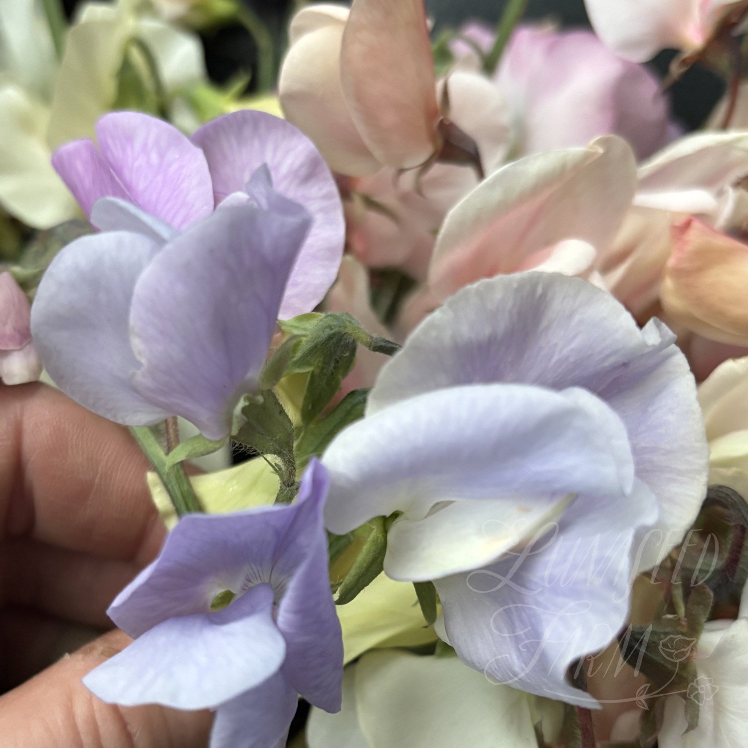 Luminosity pastel sweet pea seed mix