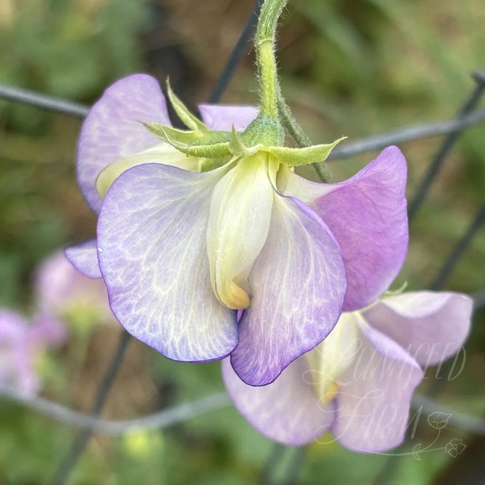 Cream Eggs Sweet Pea