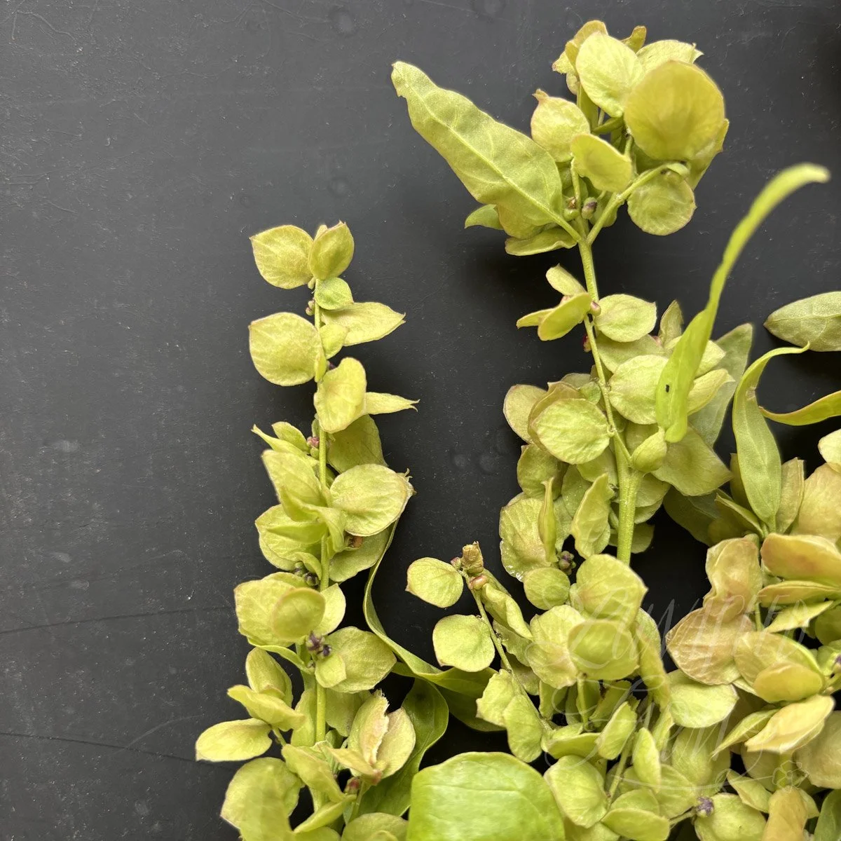 'golden' orach bouquet greenery