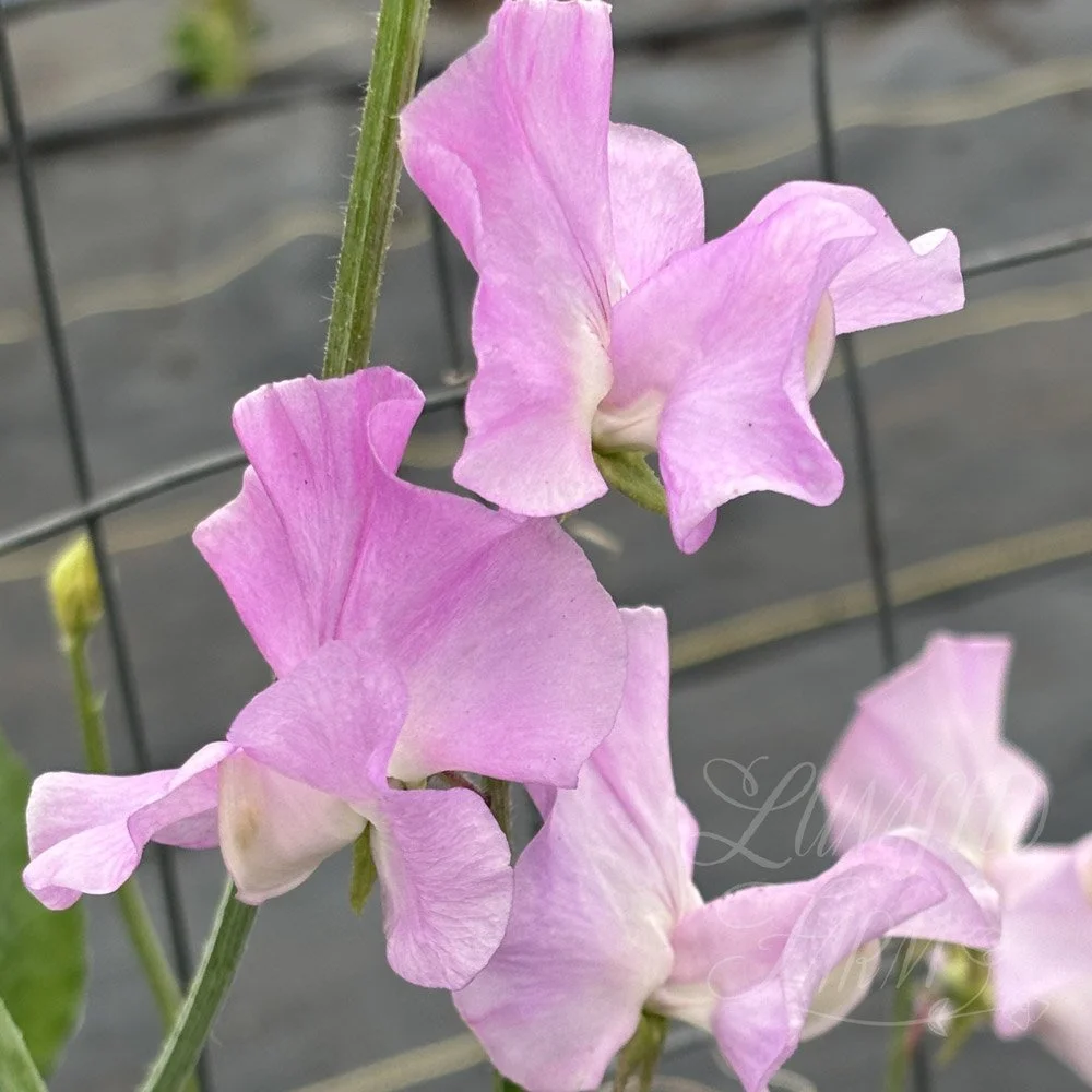 Sweet Pea Lilac Romance