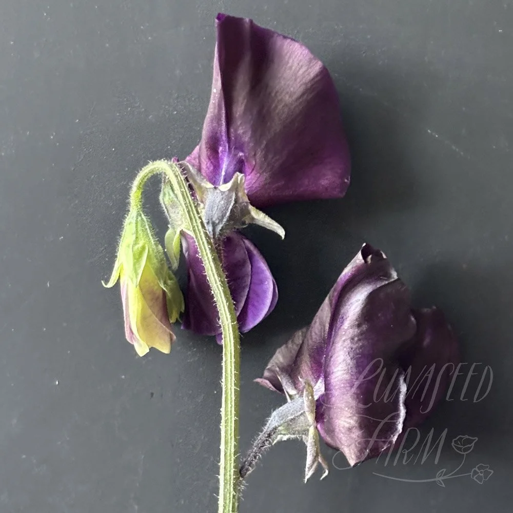Ada Marie Sweet Pea