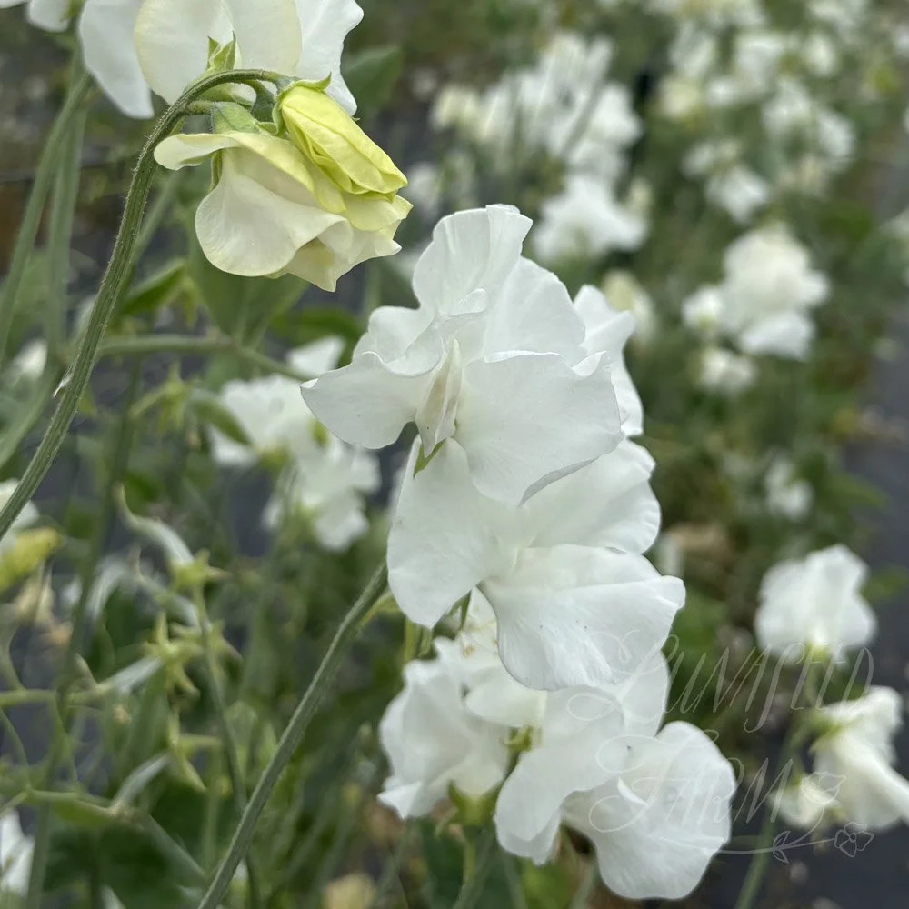 Snowlight Sweet Pea Seeds
