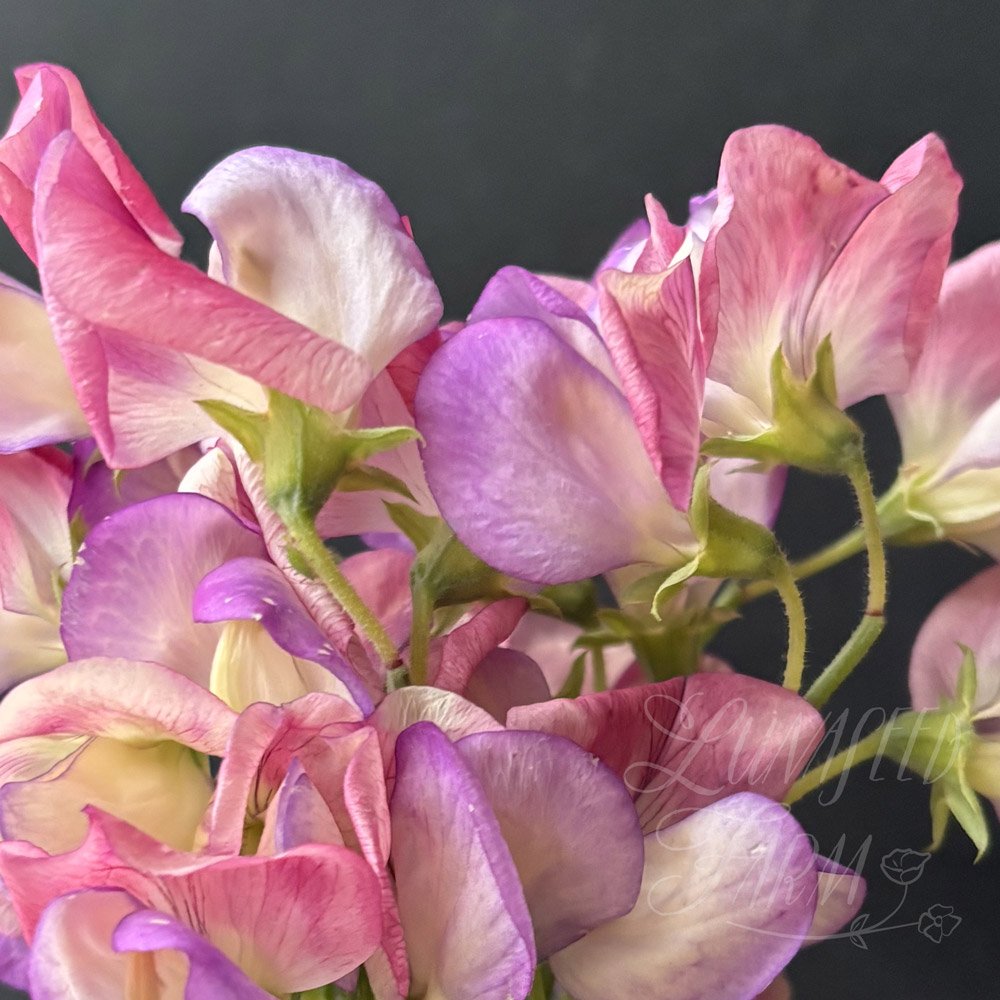 Spanish Dancer Sweet Pea