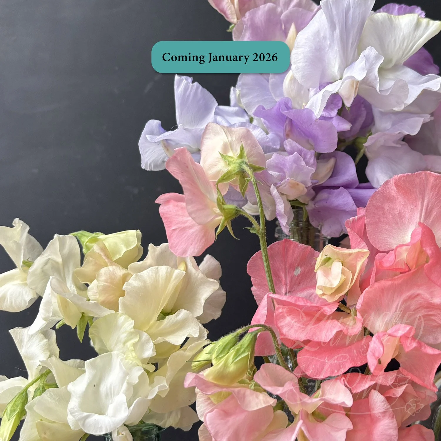 Luminosity pastel sweet pea seed mix